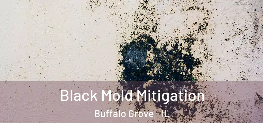  Black Mold Mitigation Buffalo Grove - IL