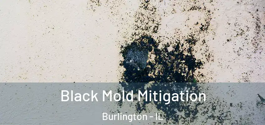  Black Mold Mitigation Burlington - IL