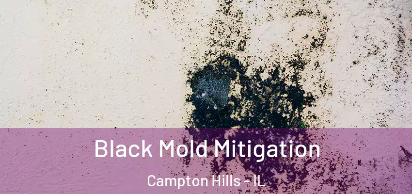  Black Mold Mitigation Campton Hills - IL