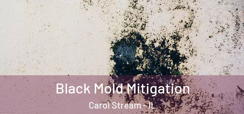  Black Mold Mitigation Carol Stream - IL
