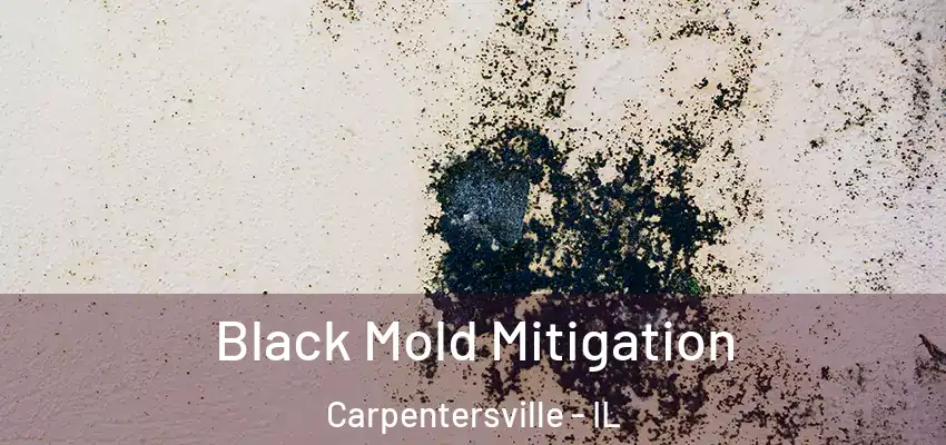  Black Mold Mitigation Carpentersville - IL