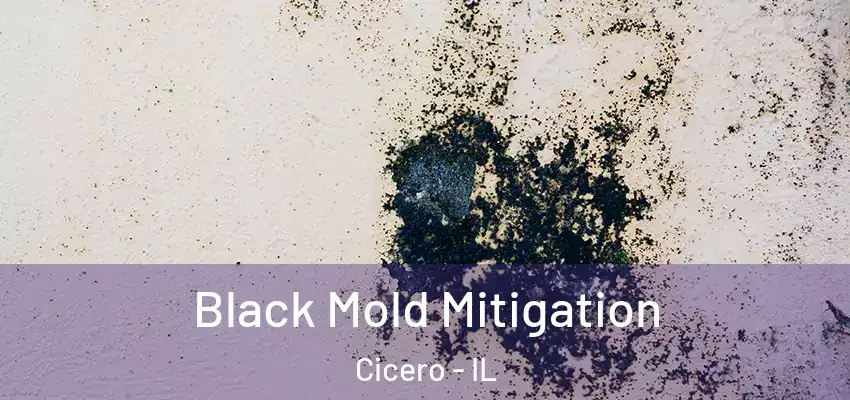  Black Mold Mitigation Cicero - IL