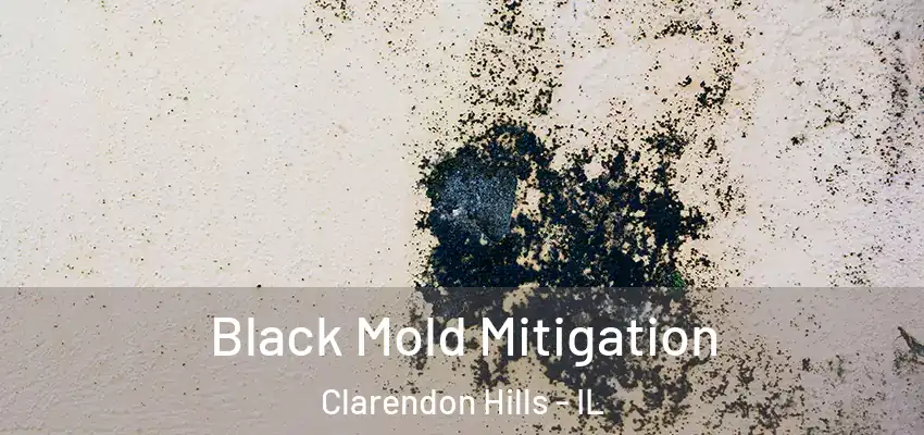 Black Mold Mitigation Clarendon Hills - IL