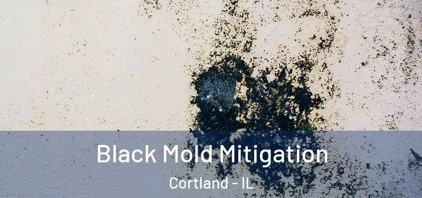  Black Mold Mitigation Cortland - IL
