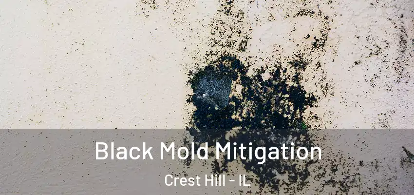  Black Mold Mitigation Crest Hill - IL