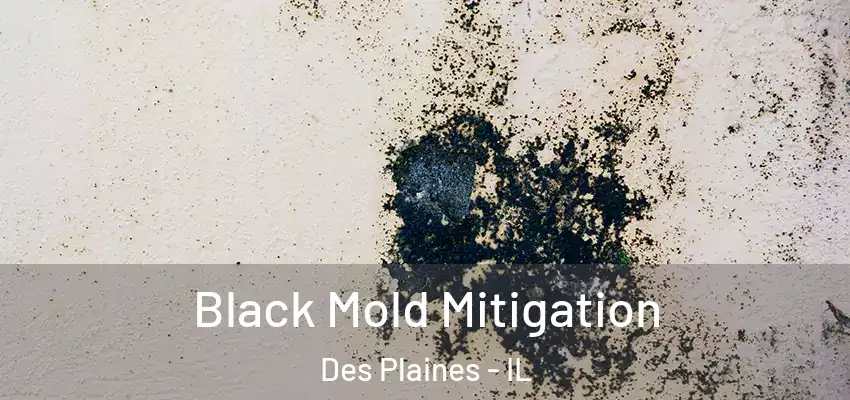  Black Mold Mitigation Des Plaines - IL