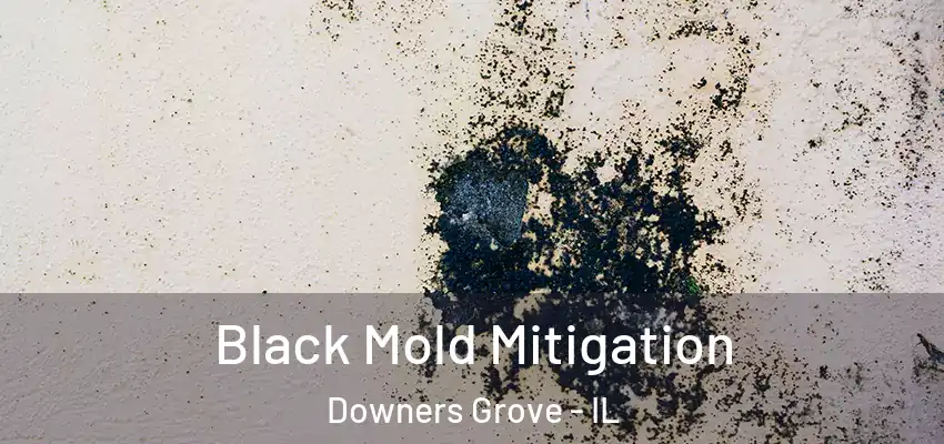  Black Mold Mitigation Downers Grove - IL