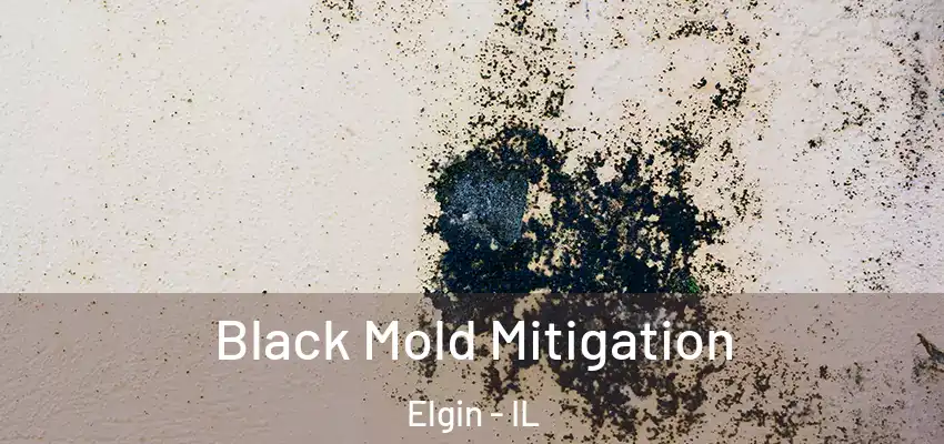 Black Mold Mitigation Elgin - IL