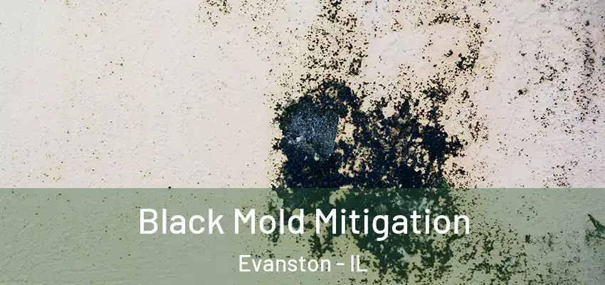  Black Mold Mitigation Evanston - IL