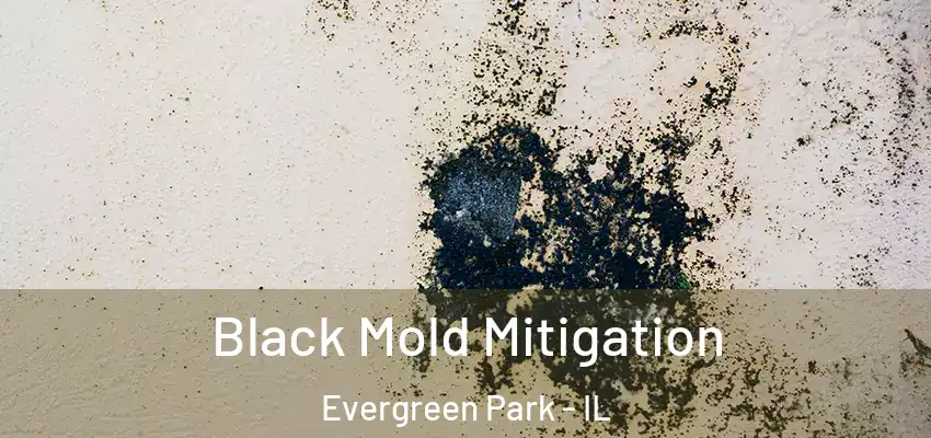  Black Mold Mitigation Evergreen Park - IL