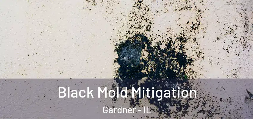  Black Mold Mitigation Gardner - IL
