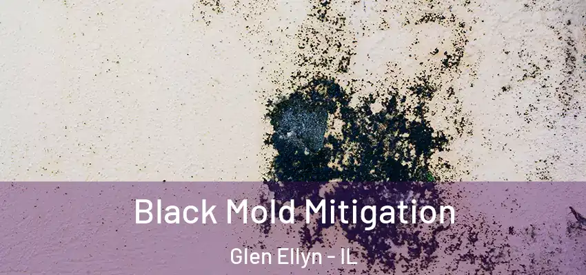  Black Mold Mitigation Glen Ellyn - IL
