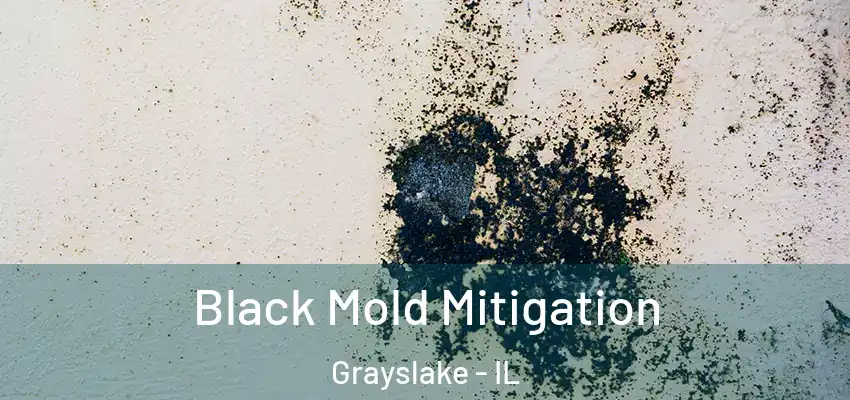  Black Mold Mitigation Grayslake - IL