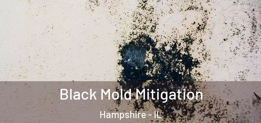  Black Mold Mitigation Hampshire - IL