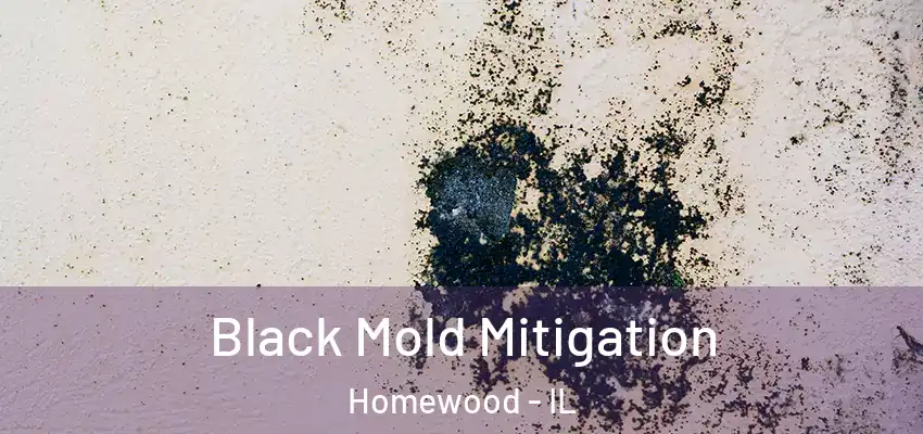  Black Mold Mitigation Homewood - IL