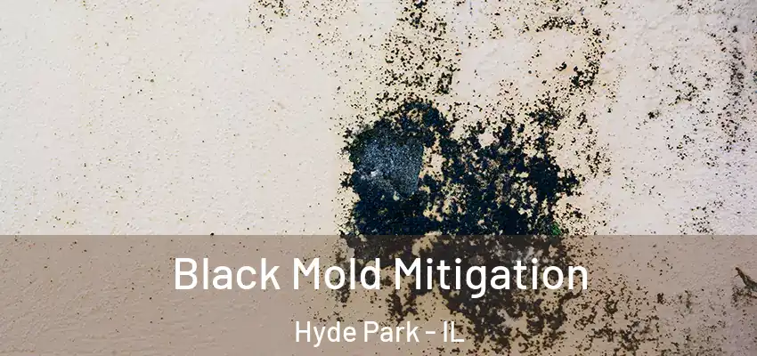 Black Mold Mitigation Hyde Park - IL