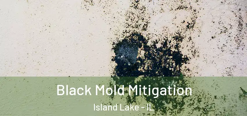  Black Mold Mitigation Island Lake - IL