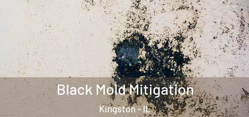  Black Mold Mitigation Kingston - IL