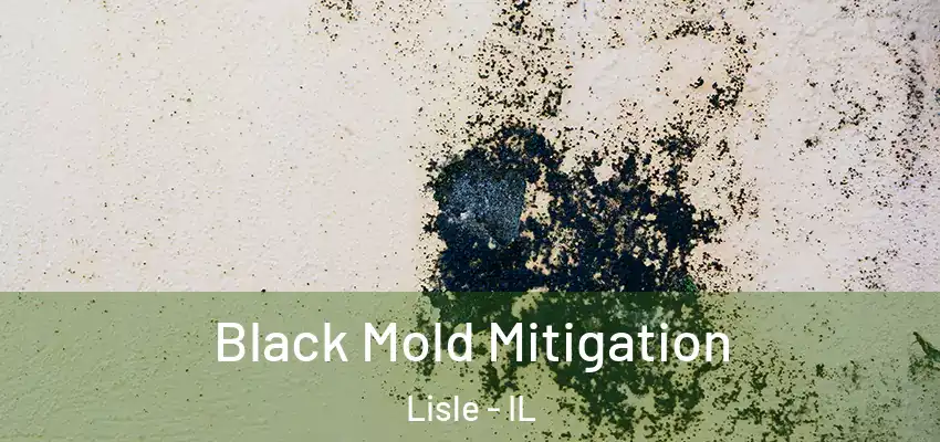  Black Mold Mitigation Lisle - IL