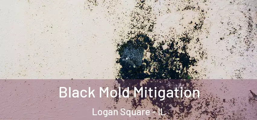  Black Mold Mitigation Logan Square - IL