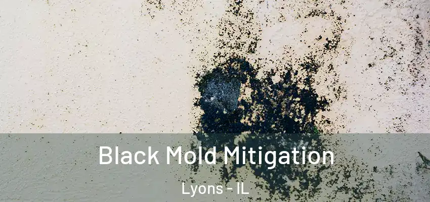  Black Mold Mitigation Lyons - IL