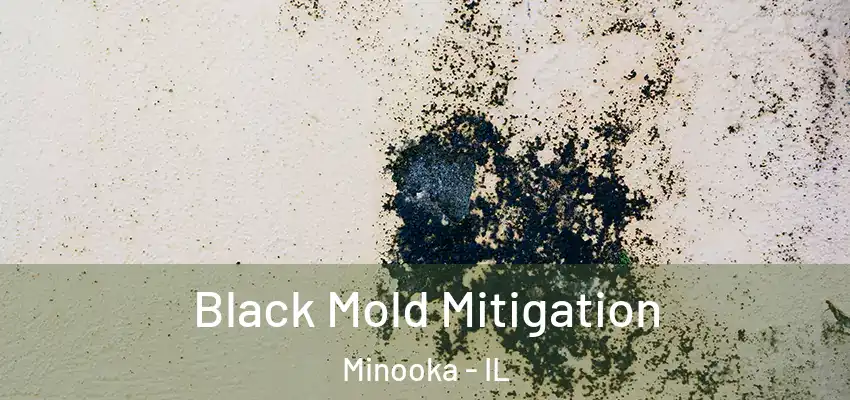  Black Mold Mitigation Minooka - IL
