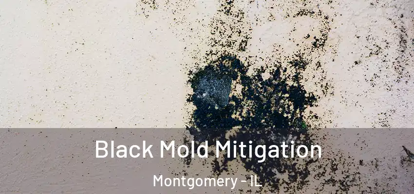  Black Mold Mitigation Montgomery - IL