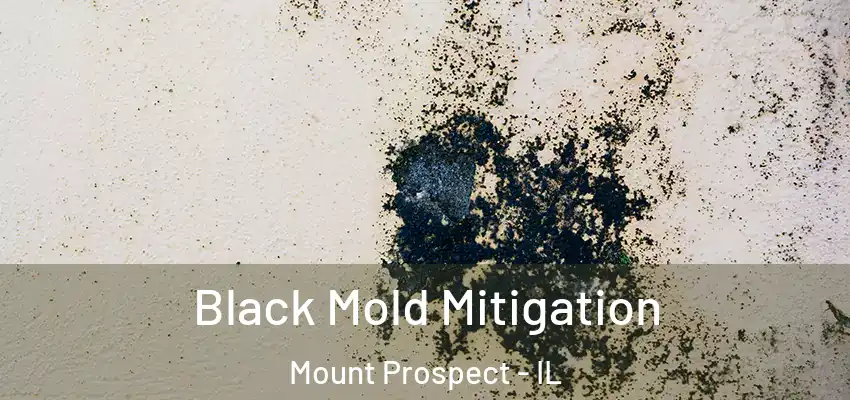  Black Mold Mitigation Mount Prospect - IL