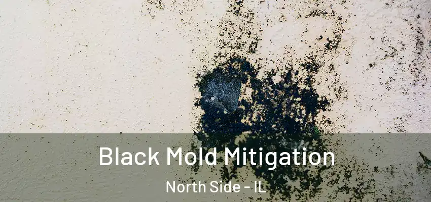  Black Mold Mitigation North Side - IL