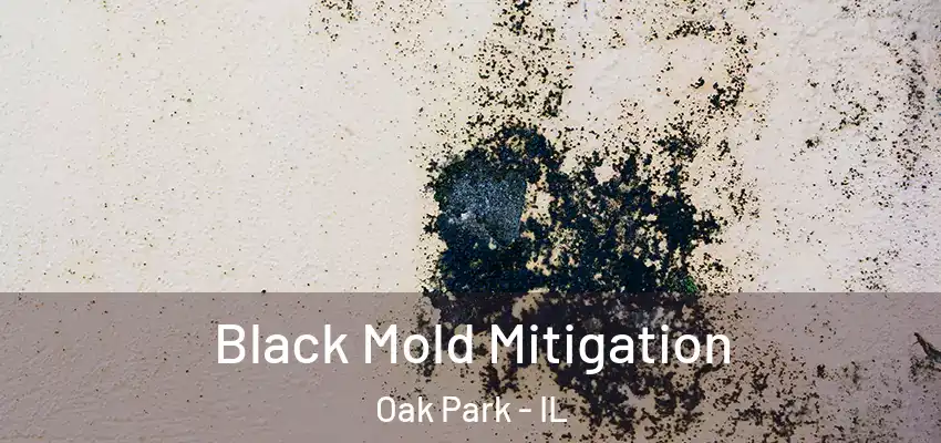  Black Mold Mitigation Oak Park - IL