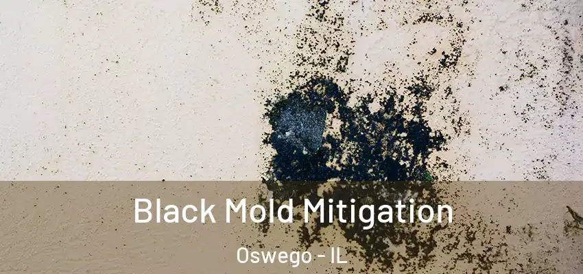  Black Mold Mitigation Oswego - IL