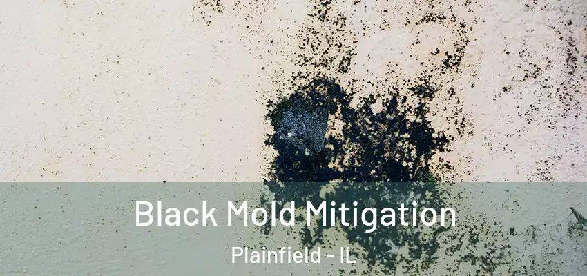  Black Mold Mitigation Plainfield - IL