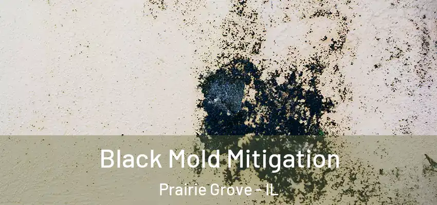  Black Mold Mitigation Prairie Grove - IL