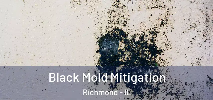  Black Mold Mitigation Richmond - IL