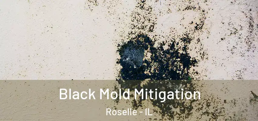  Black Mold Mitigation Roselle - IL