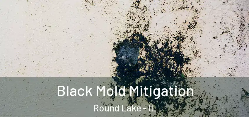  Black Mold Mitigation Round Lake - IL