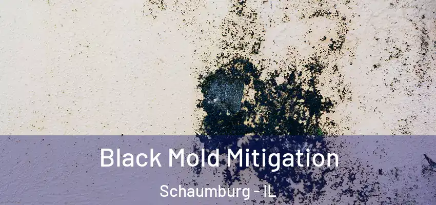  Black Mold Mitigation Schaumburg - IL