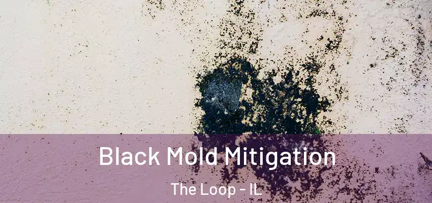  Black Mold Mitigation The Loop - IL