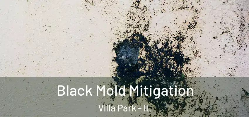 Black Mold Mitigation Villa Park - IL