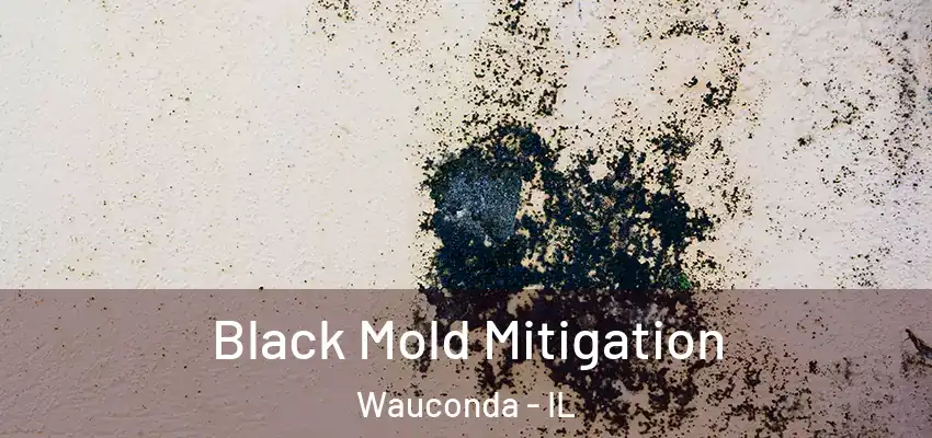  Black Mold Mitigation Wauconda - IL