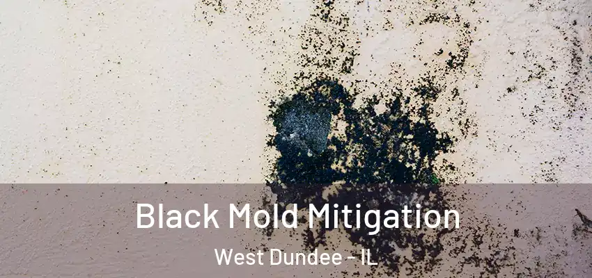  Black Mold Mitigation West Dundee - IL