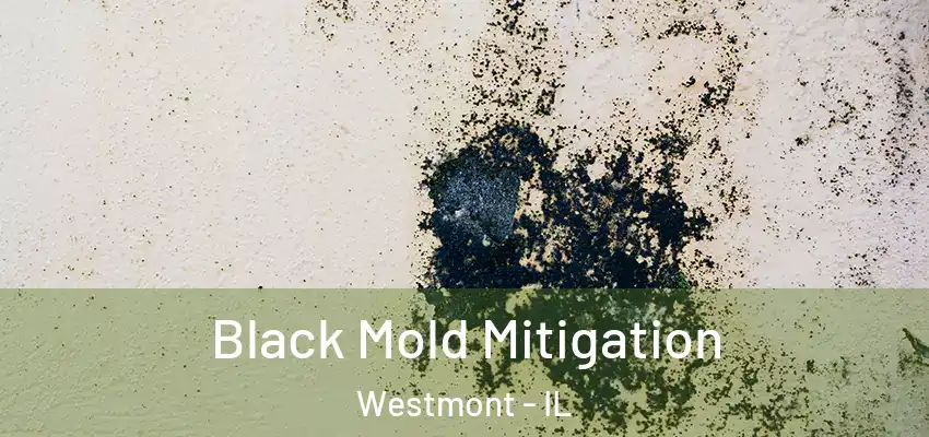  Black Mold Mitigation Westmont - IL