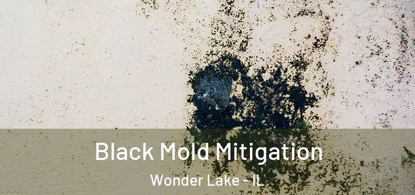  Black Mold Mitigation Wonder Lake - IL