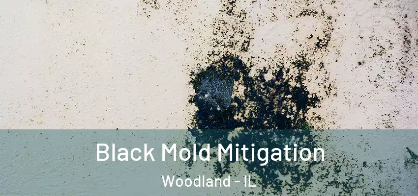  Black Mold Mitigation Woodland - IL