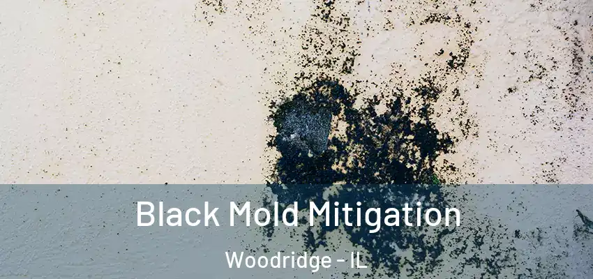  Black Mold Mitigation Woodridge - IL