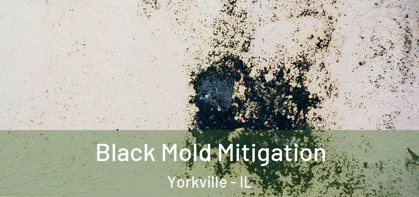  Black Mold Mitigation Yorkville - IL
