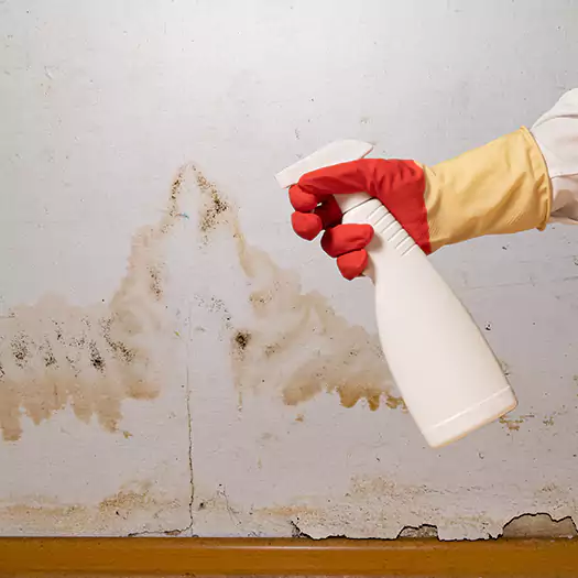 Trusted Black Mold Mitigation Specialists in Elgin, IL