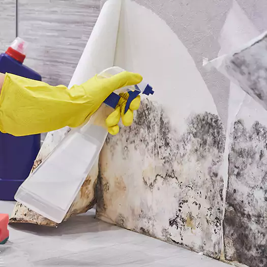 Reliable Mold Abatement Specialists in Elgin, IL