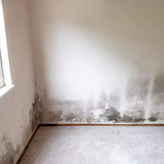 Trusted Mold Cleanup Specialists in Elgin, IL