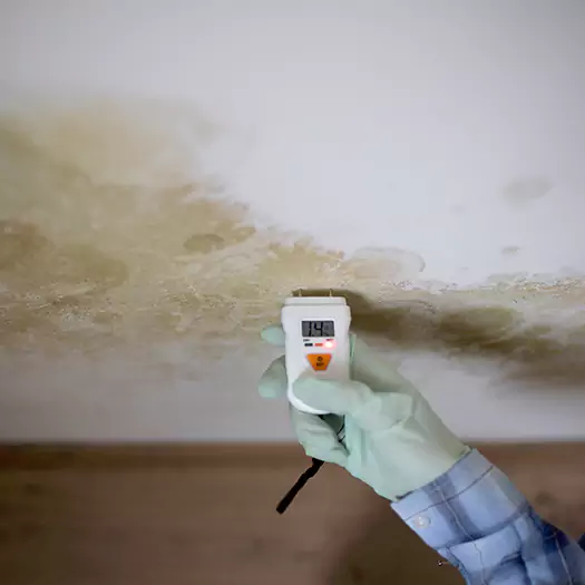 Reliable Mold Inspection Experts in Elgin, IL